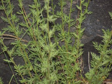 Achillea ligustica / Millefoglio ligure